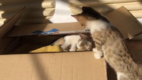 Funny Cat's fight
