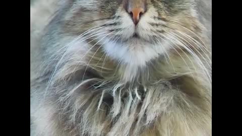 Animal: The cutest cat.