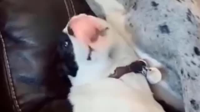 Best funny TikTok compilation video