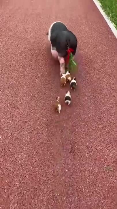 Ultimate Baby Dogs - Cute And Funny Dog Videos Compilation #shorts funny animal's life