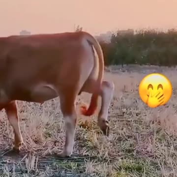 Animals funny vedio 😃😄💕