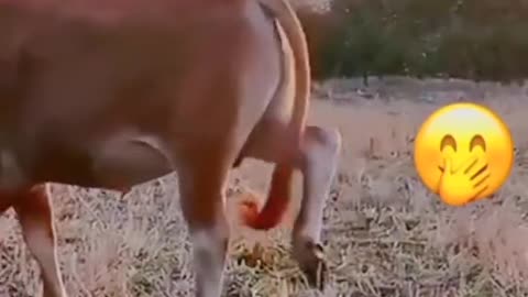 Animals funny vedio 😃😄💕