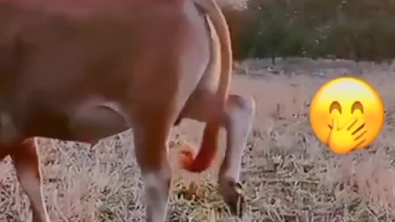 Animals funny vedio 😃😄💕