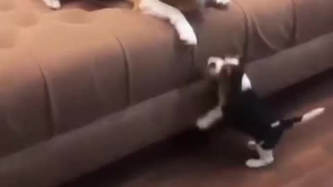 Little puppy want to climb on sofa