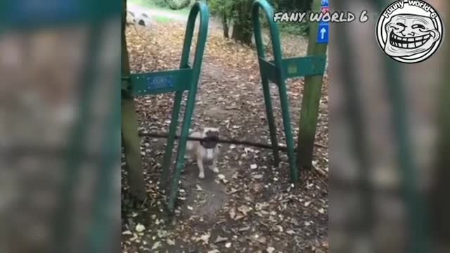 Funniest dogs and cats animals videos