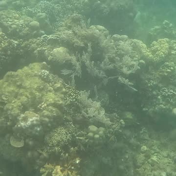 Under the Sea: Snorkeling Bliss 🐠💙