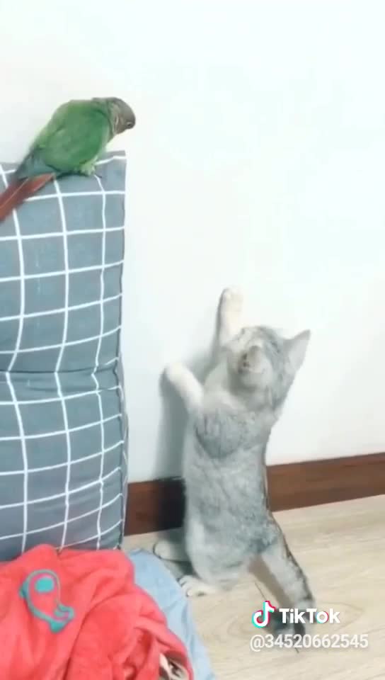 Sly cat🐈🐈🦜🦜