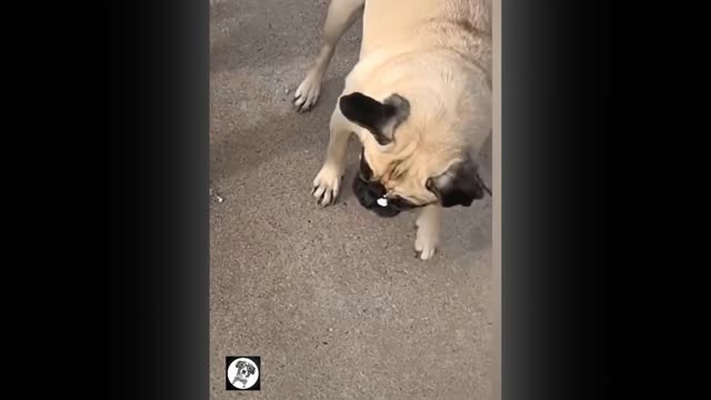 Pug Funny Moments - Cute Dog Videos | Pets Funny