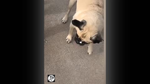 Pug Funny Moments - Cute Dog Videos | Pets Funny