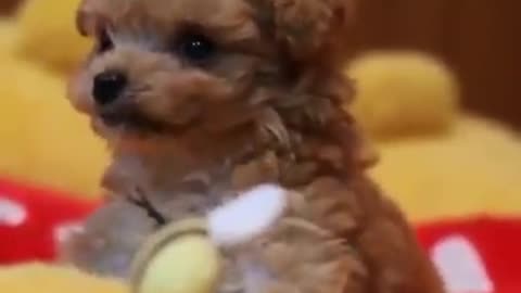 Puppy cuteness overload 2