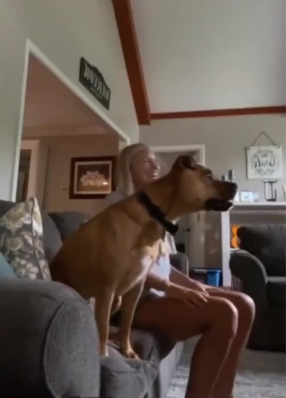 Just normal dog 😂