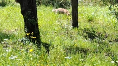 A Fox for a walk :)🧐