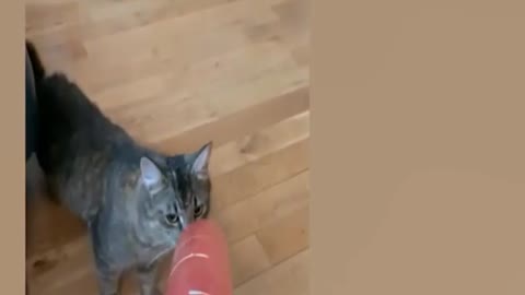 Cute Cats Funny Reaction-part3