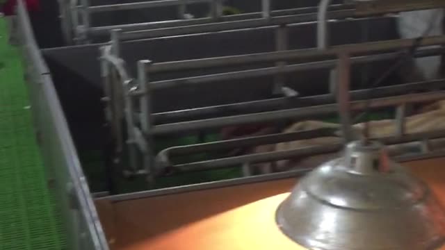 Pig - in the farm