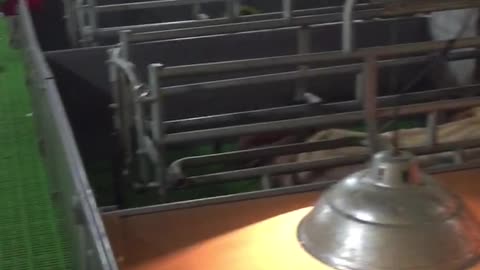 Pig - in the farm