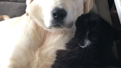 Doggy Loves to Be Cleaned by Cat