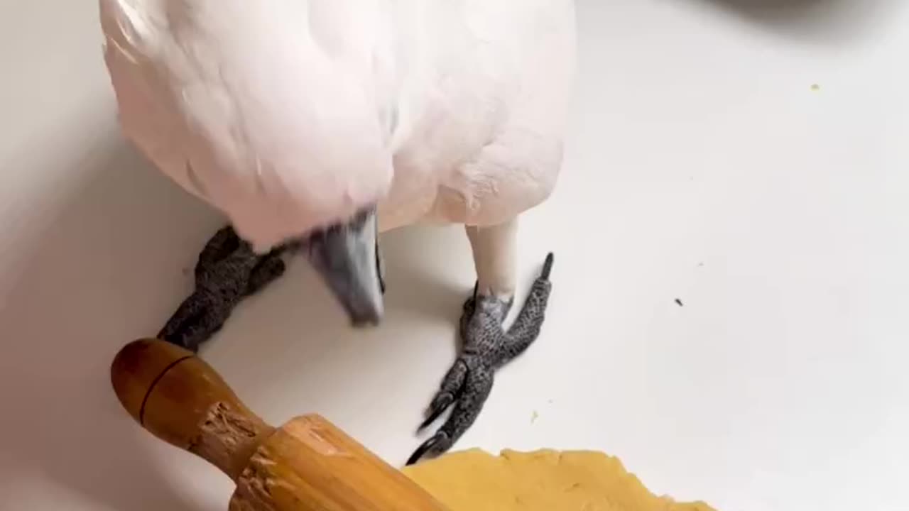 Little helper funny cockatoo funny parrot parrot talking