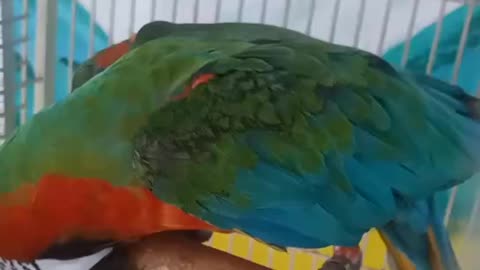 The parrot is eating sunflower seeds