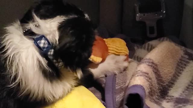 Boarder Collies 1st toy
