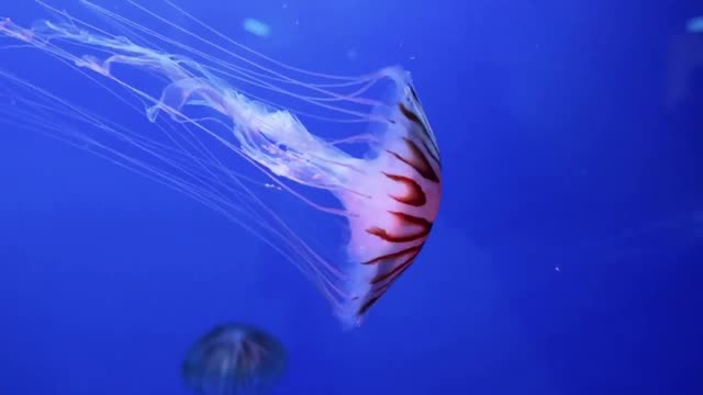 Jelly fish inside an aquarium