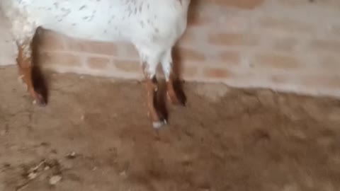 The goats are really sensitive