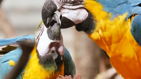 two amazing parrot