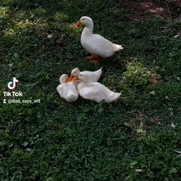 Harassing our ducks.