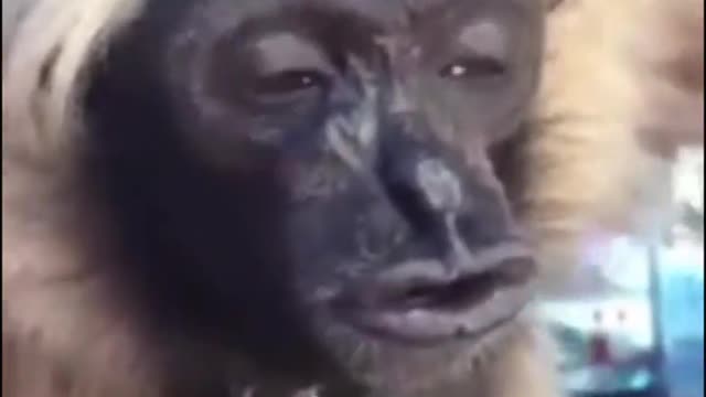 Diesel Oil Engine start-up Sound Created by a Monkey