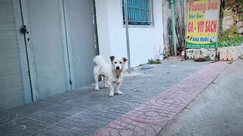 Dog Fun 😀😊