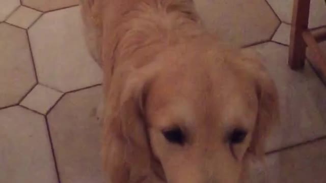 Golden retriever eating treat in slow motion