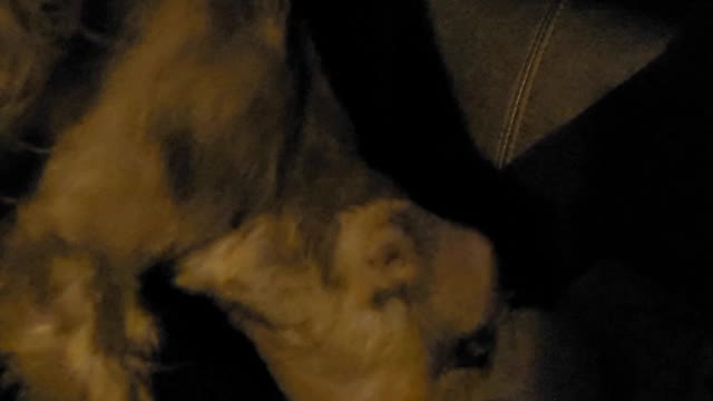 Super Cute Mini Schnauzer being annoying