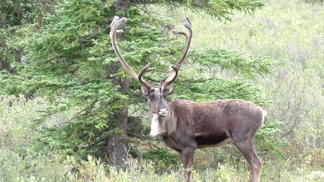 Caribou at Denali National Park in Alaska