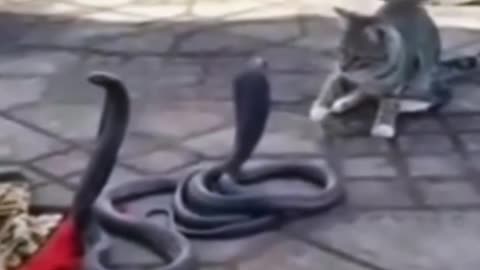 Funny video cat 😂 snake comedy