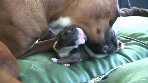 Dog Amazing Birth