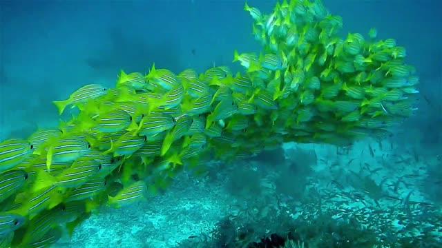 Beautiful Fishes In Deep Sea