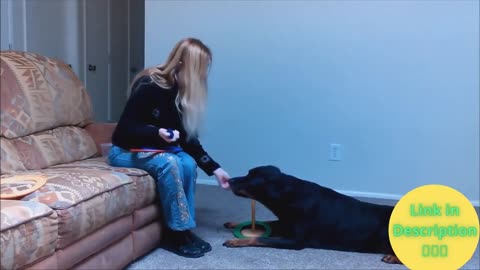 Dog training Video