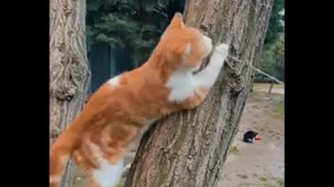 Cute Cat Funny Video 😂😂😂