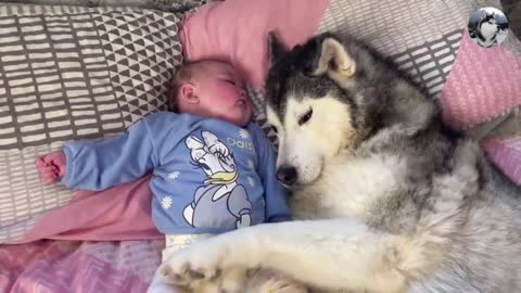 Husky with baby