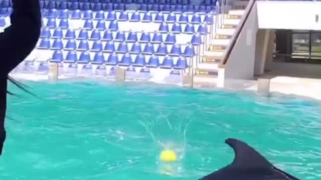 These Dolphins are playing Soccer