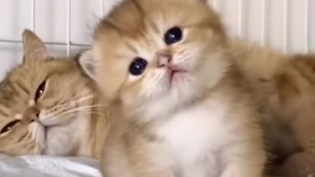 Cute Cat Funny Video😂😂