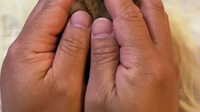 Baby Cats - Cute and Funny Cat Videos Compilation