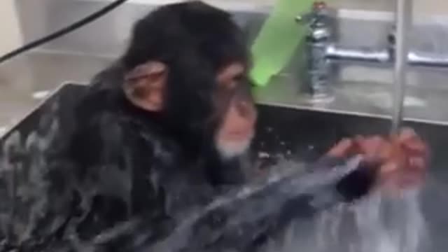 Bathing monkey