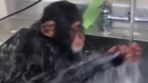 Bathing monkey