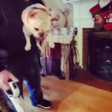 Feisty dog attacks the vacuum, dad figures out a quick fix