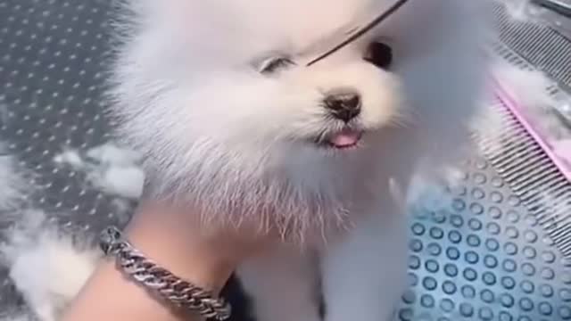 😚CuTe-CuTe BaBay dog😊.