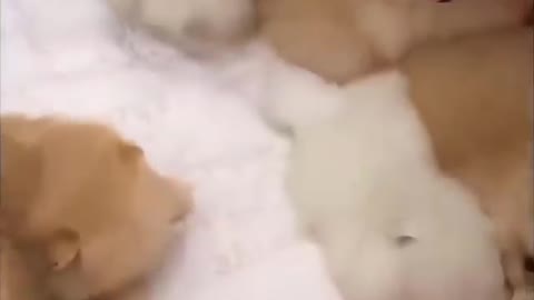 Cute pets dogs video