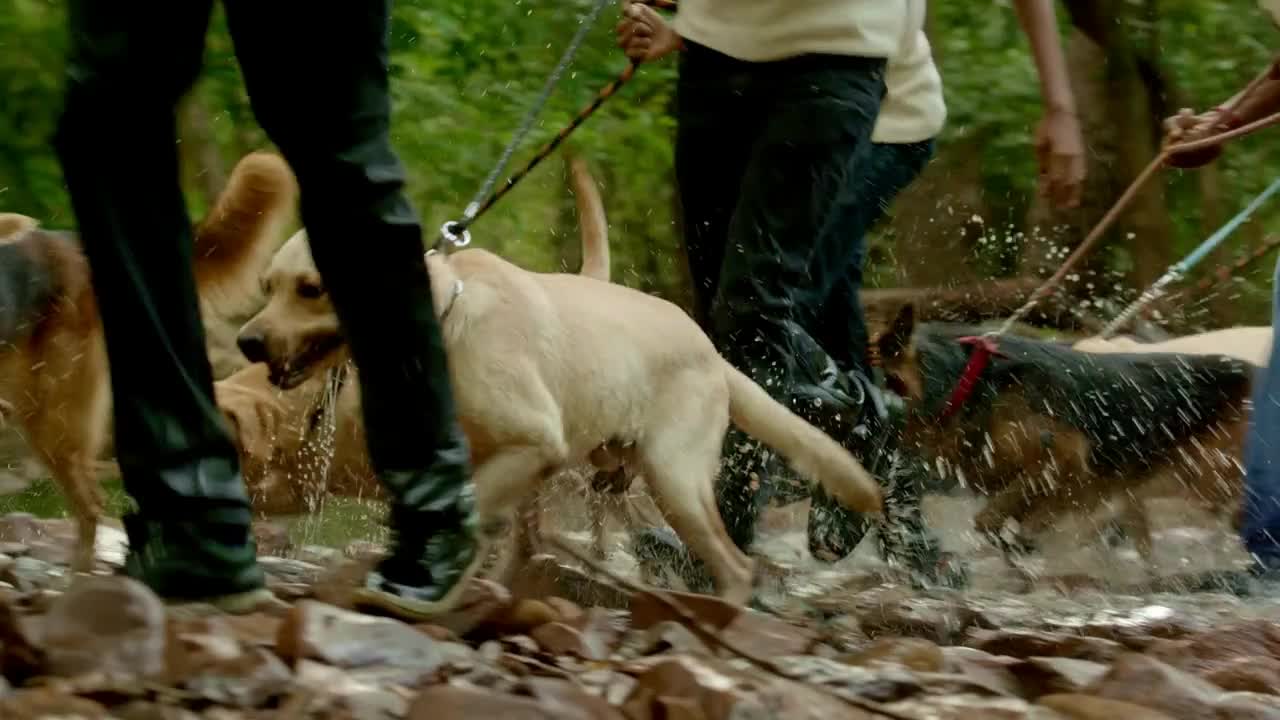 Dogs with policeman run on the rain forest and crossing water river with stone