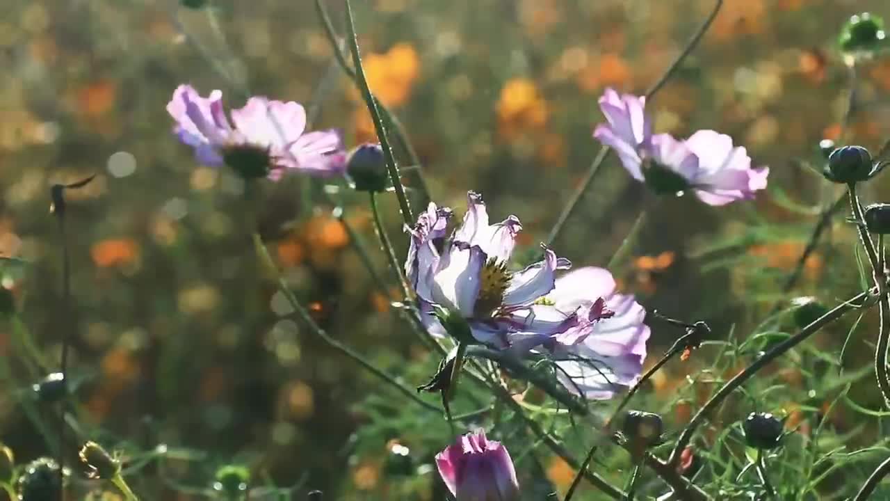 Stop the busy steps of the past and enjoy the tranquility of nature at this moment.