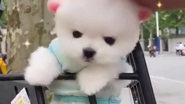 Funny and cute dog