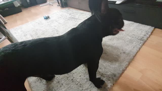 French Baby Bulldog Blacky 🐶 is playing football ⚽️